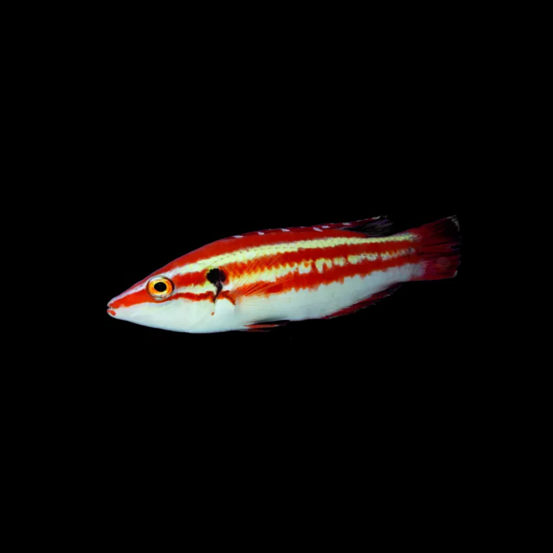 Masuda Hogfish (Bodianus sepiacaudus)