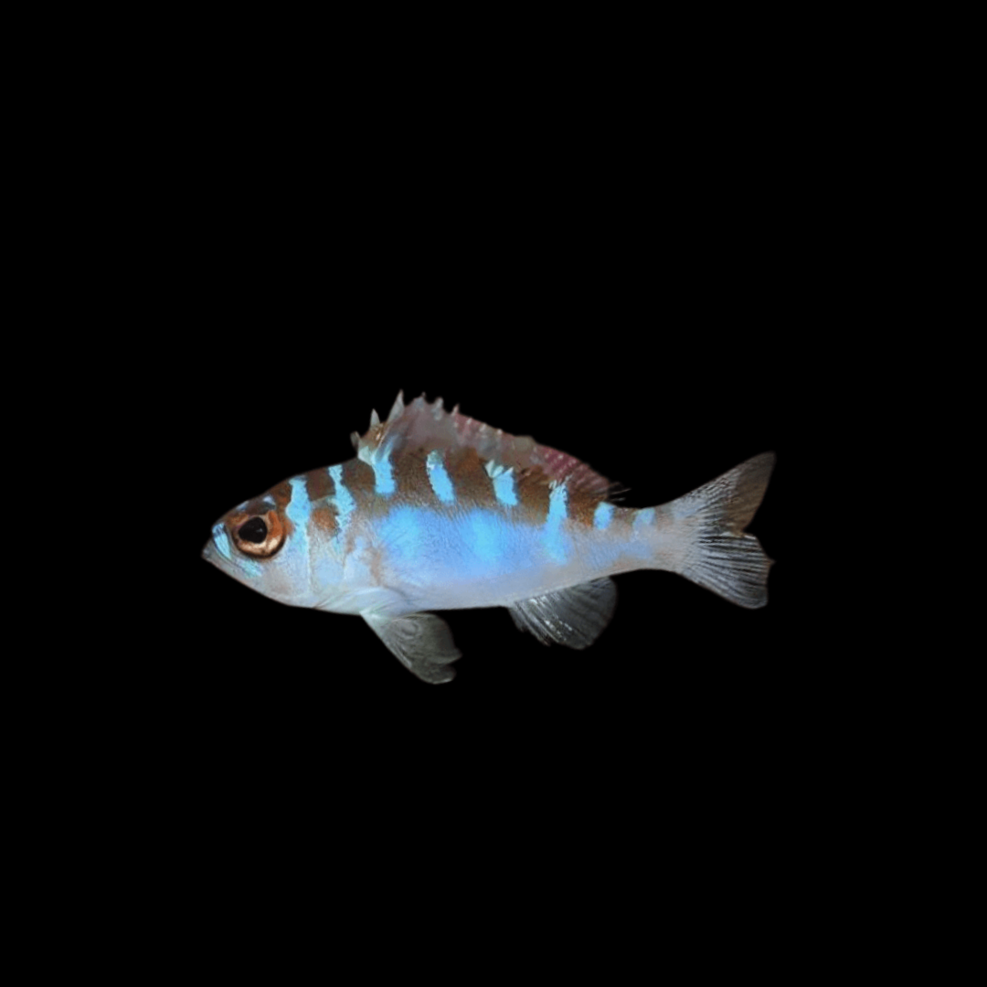 Chalk Basslet (Serranus tortugarum)