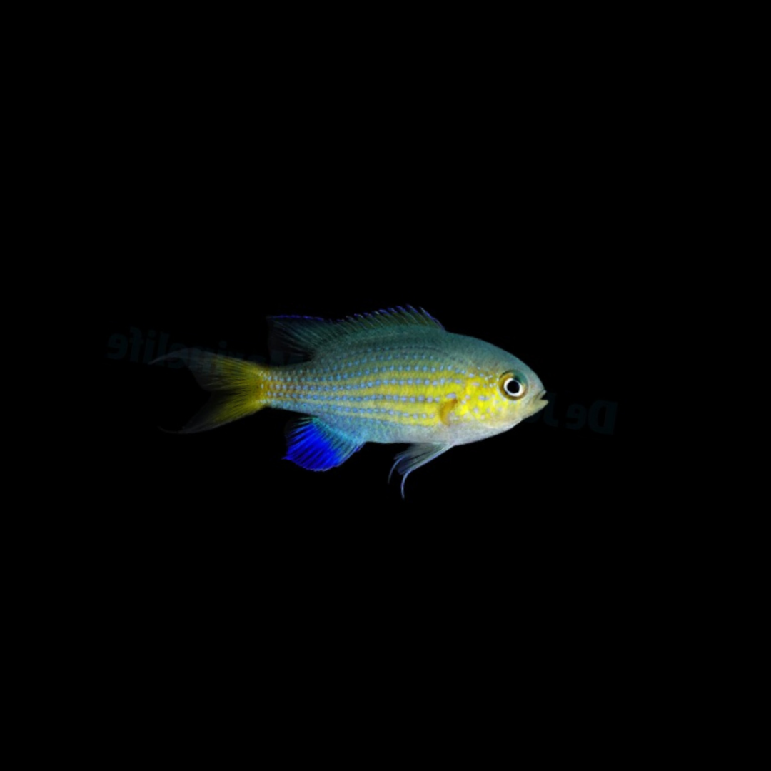 Vanderbilt Chromis (Chromis Vanderbilti)