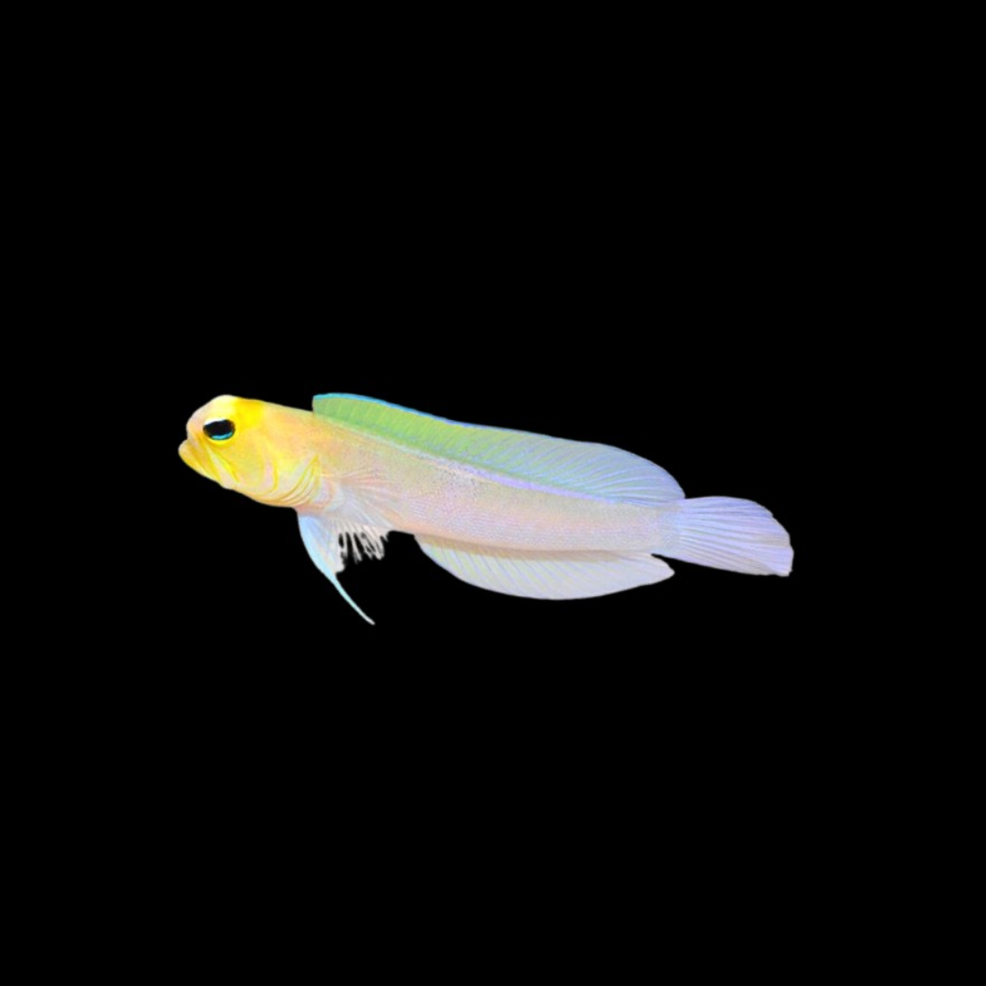 Yellowhead Jawfish (Opistognathus aurifrons)