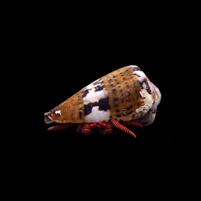Halloween Hermit Crab (Ciliopagurus strigatus)
