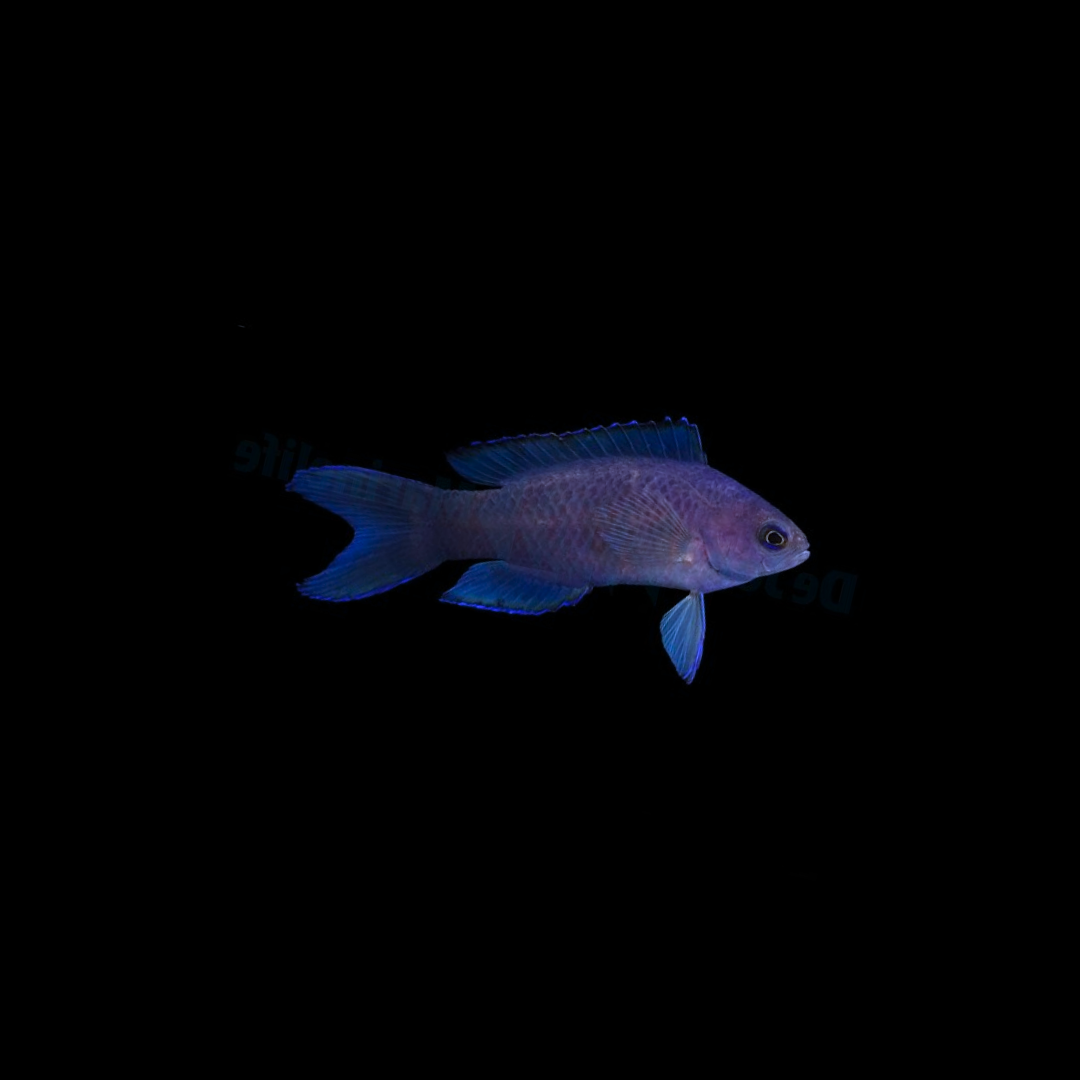 Blue Assesor Basslet (Assesor Macnelli)