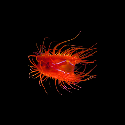 Electric Flame Scallop (Paguristes Caenati)