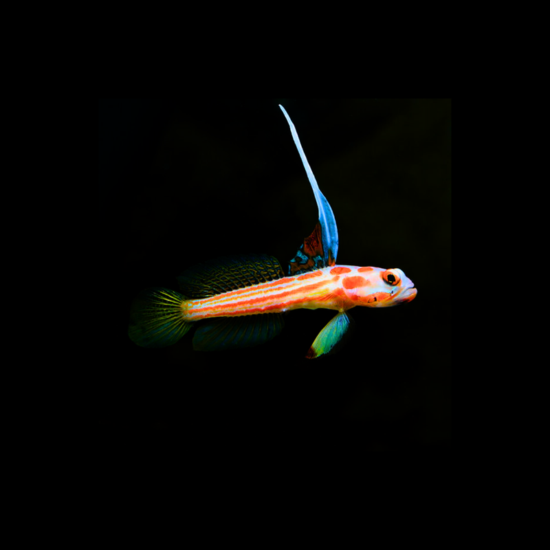 Yasha White Ray Shrimp Goby (Stonogobiops yasha)