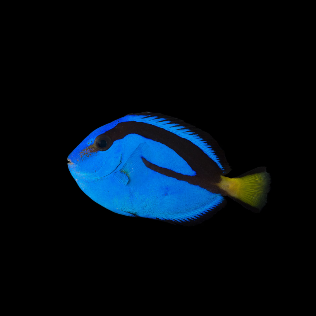 Blue Hippo Tang (Paracanthurus Hepatus)