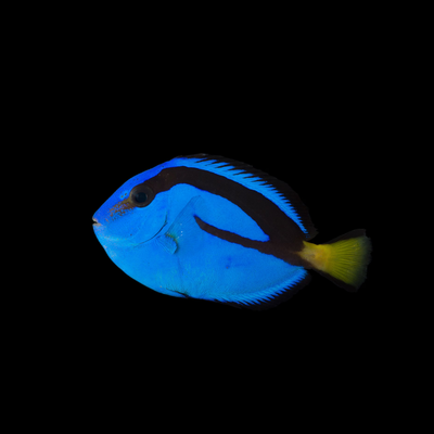 Blue Hippo Tang (Paracanthurus Hepatus)
