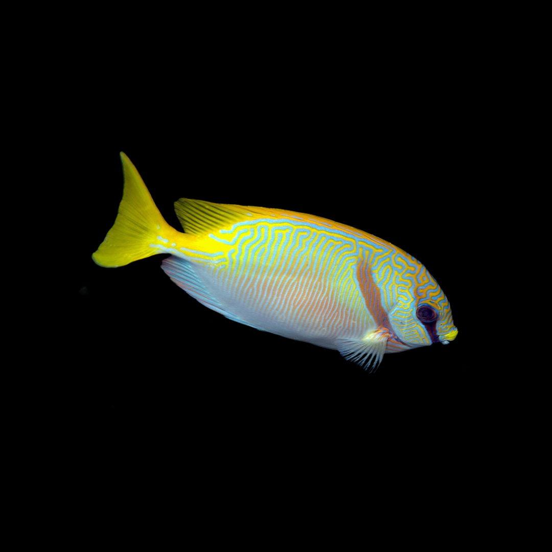 Blue Line Rabbitfish (Siganus Puellus)