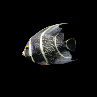 French Angelfish (Pomacanthus Paru)