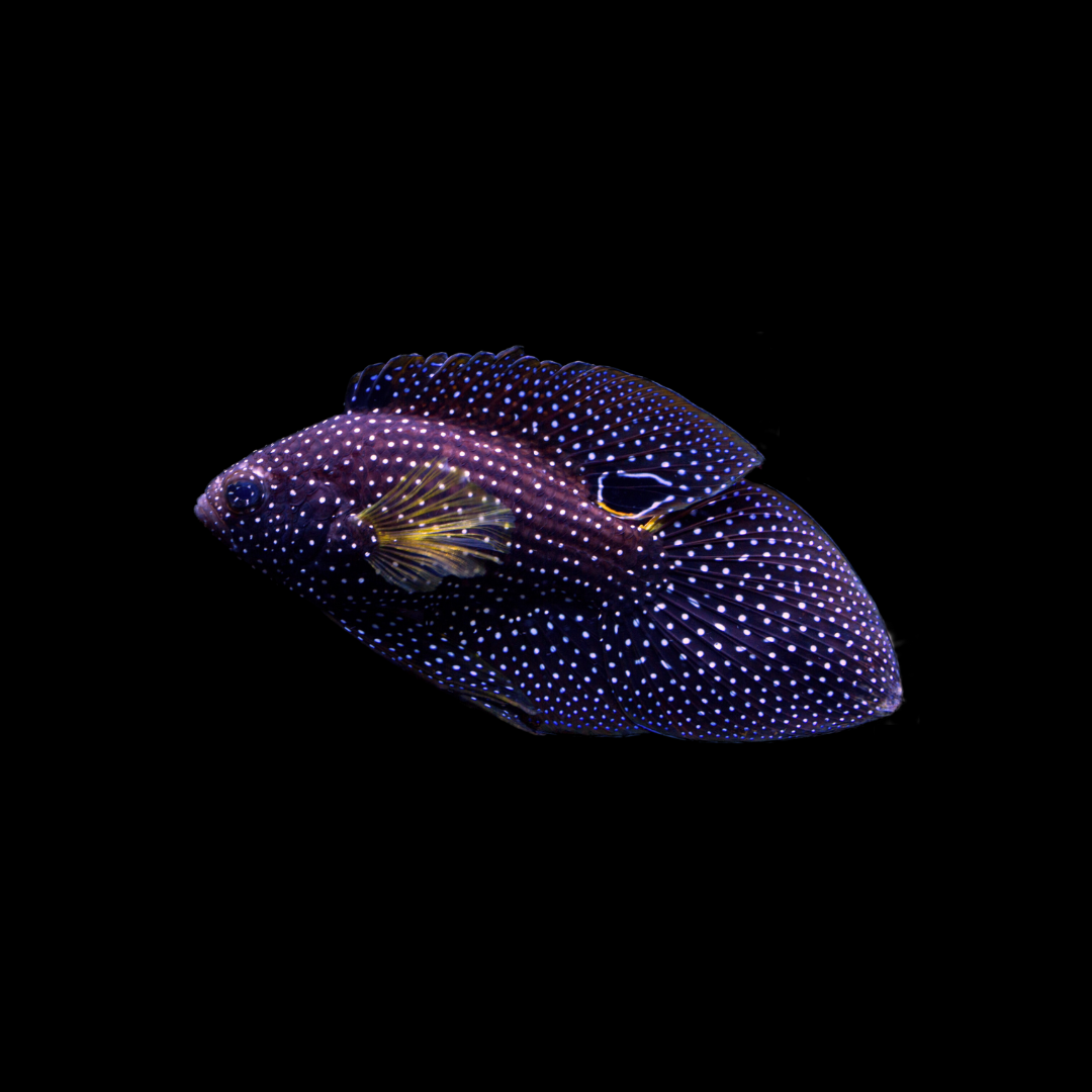 Marine Betta (Calloplesiops Altivelis)