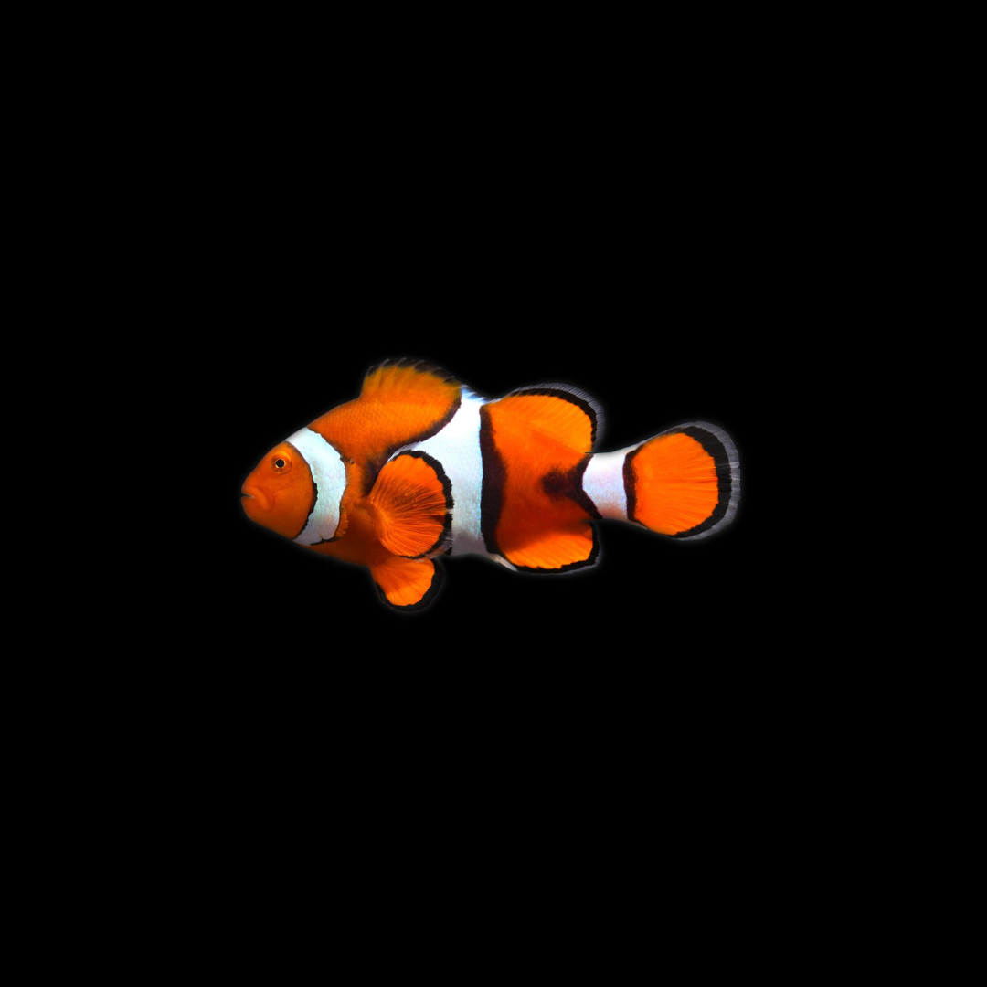 Ocellaris Clownfish (Amphiprion ocellaris)