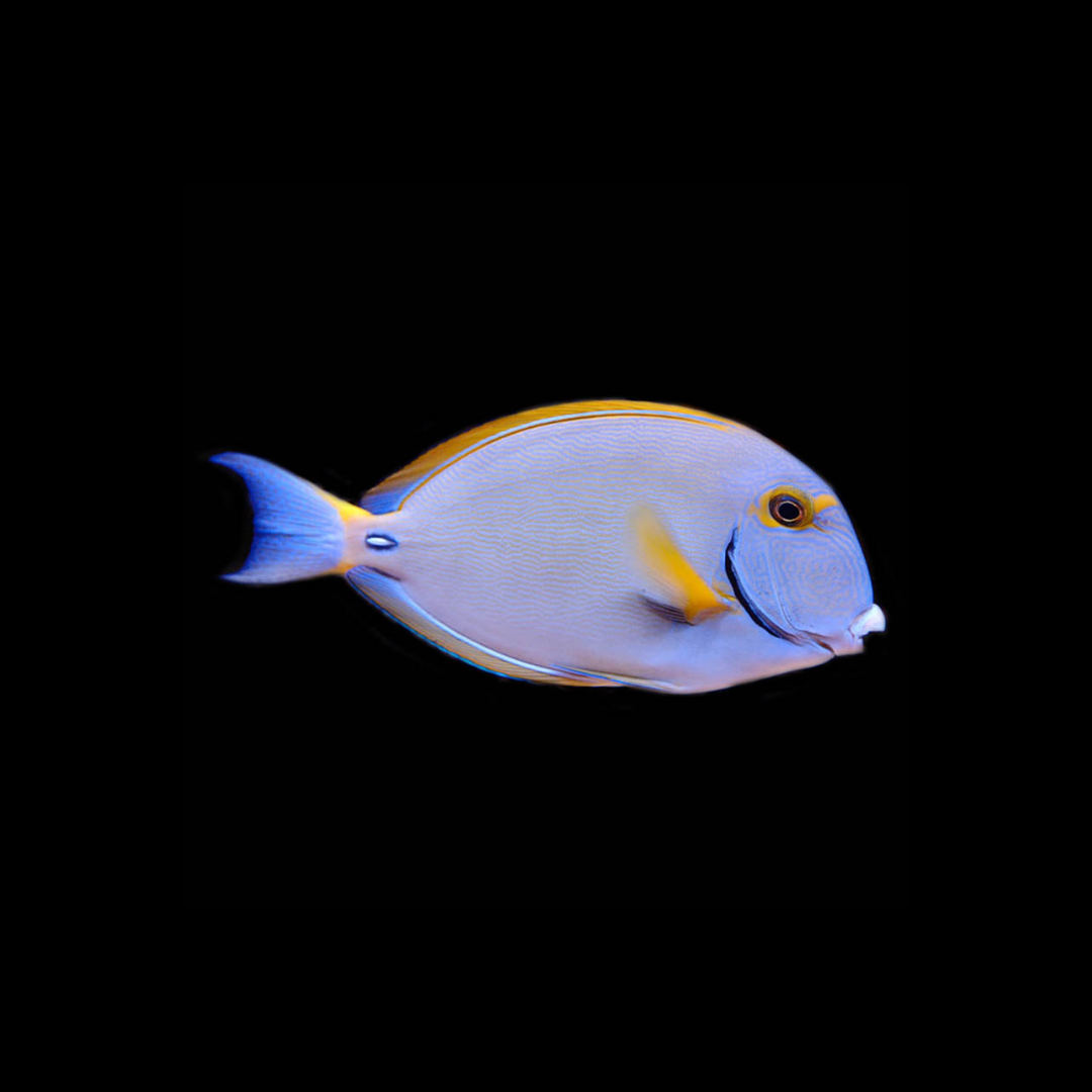 Dussumeri Tang (Acanthurus Dussumieri)