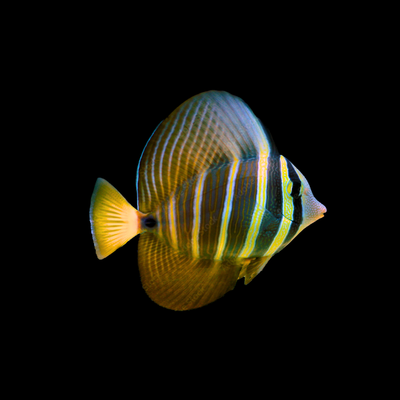 Pacific Sailfin Tang (Zebrasoma Velifer)