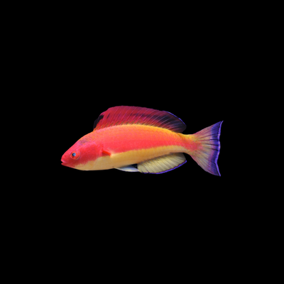 Hooded Flame Wrasse (Cirrhilabrus bathyphilus)