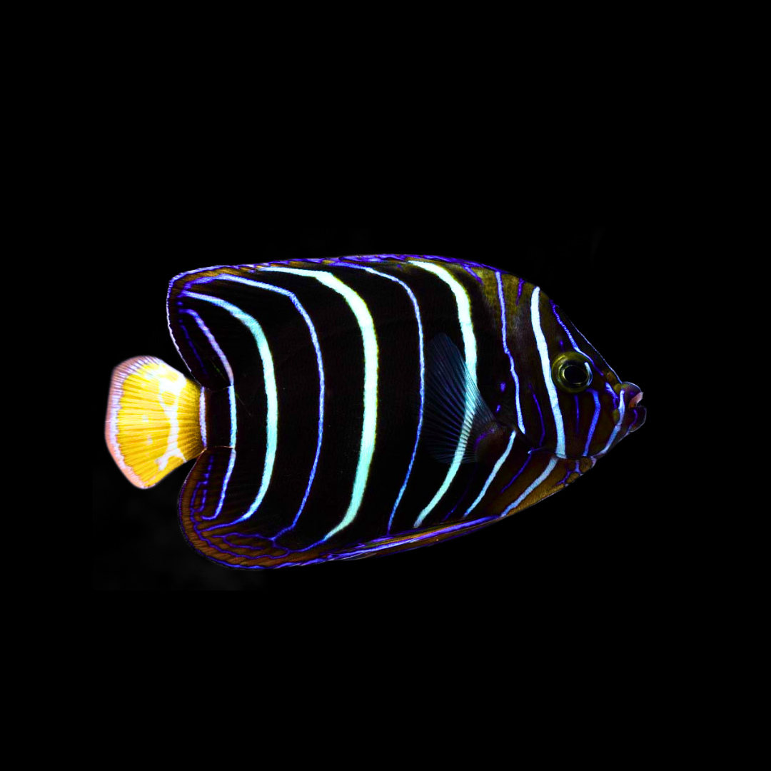 Goldtail Angelfish (Pomacanthus Chrysurus)