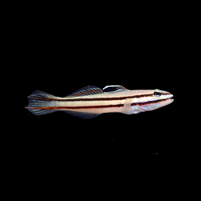 Twostripe Goby (Valencienna Helsdingenii)