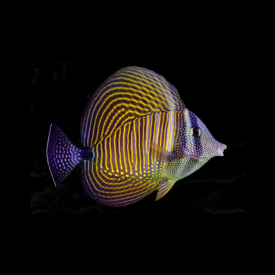 Desjardinii Tang - Red Sea (Zebrasoma desjardinii)