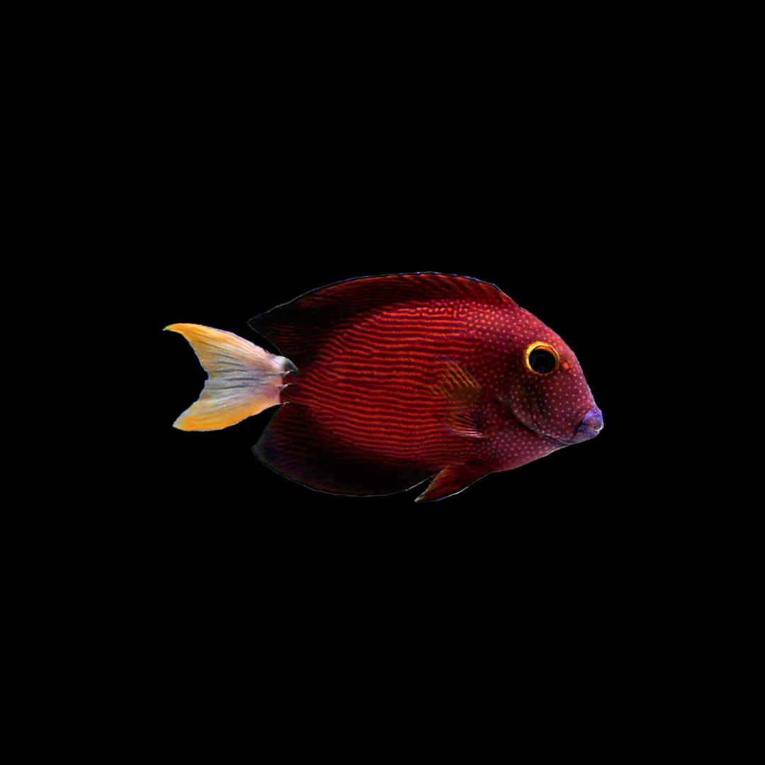 White Tail Bristletooth Tang (Ctenochaetus Flavicauda)