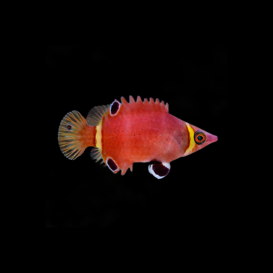 Yellow Banded Possum Wrasse (Wetmorella nigropinnata)