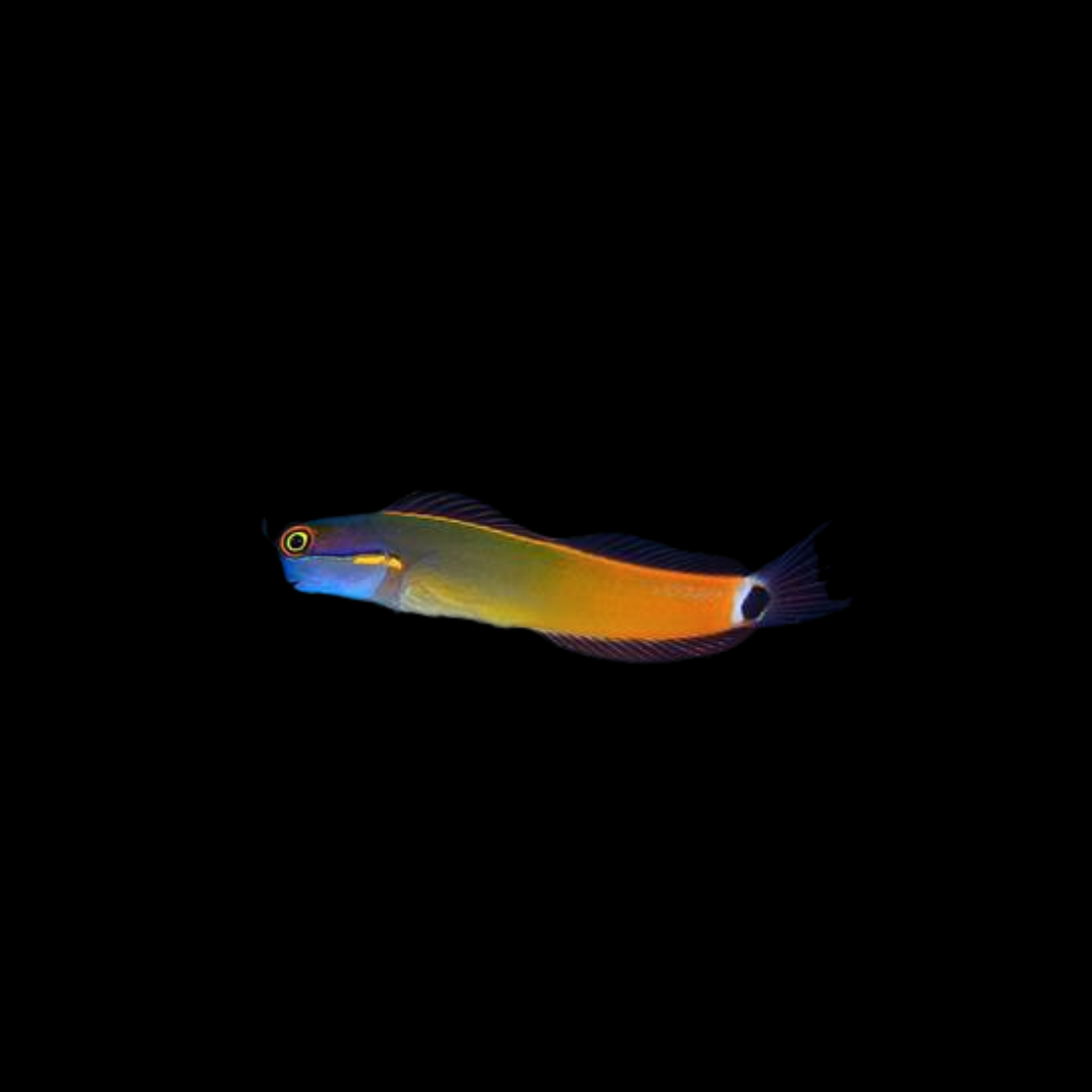 Tail Spot Blenny (Ecsenius stigmatura)