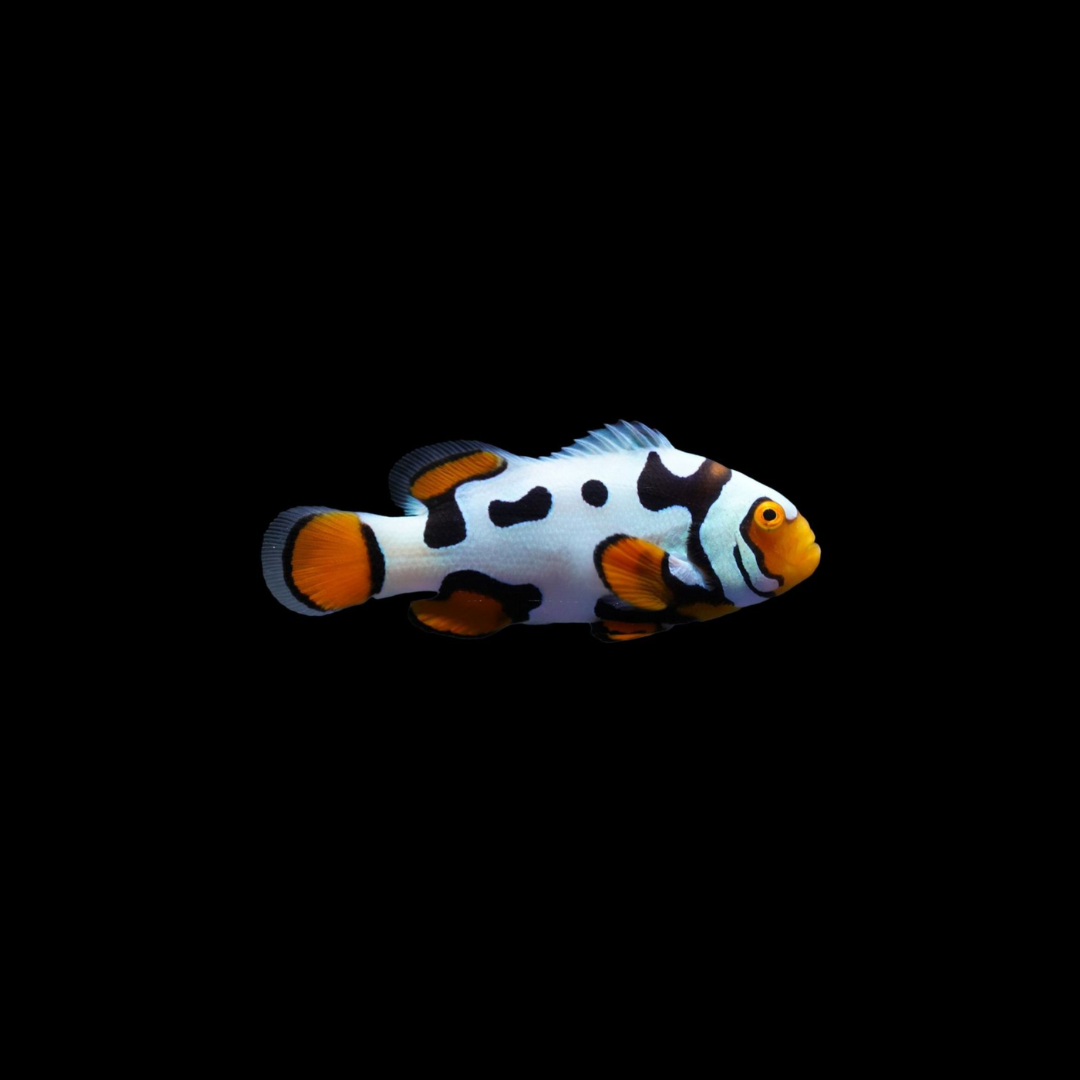 Premium Picasso Clown Fish (Amphiprioninae sp.)
