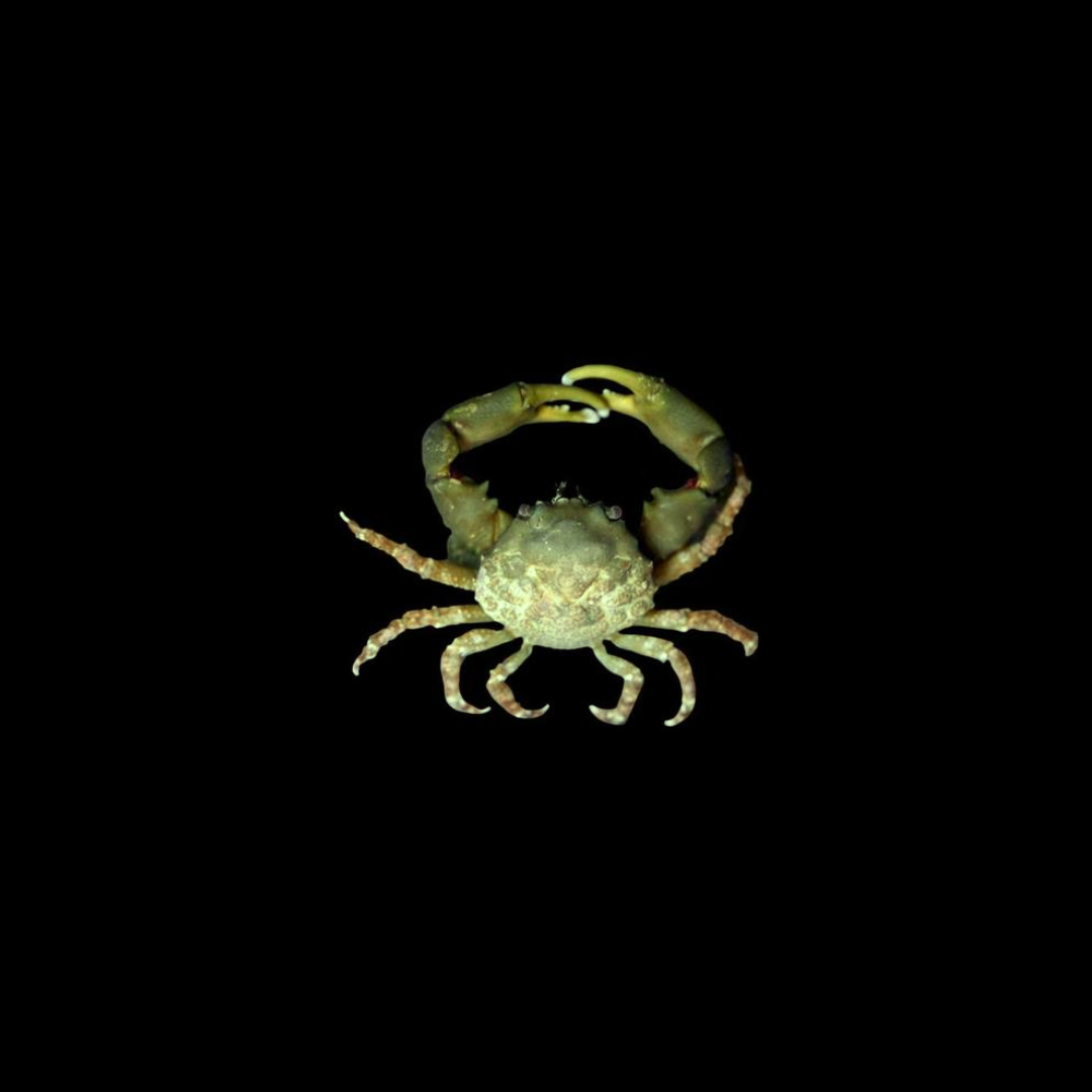 Emerald Crab (Mythrax Sculptus)