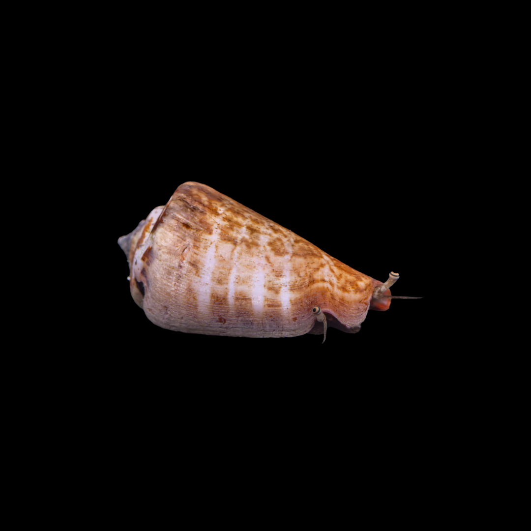 Strawbery Fighting Conch (Strombus Luhuanus)