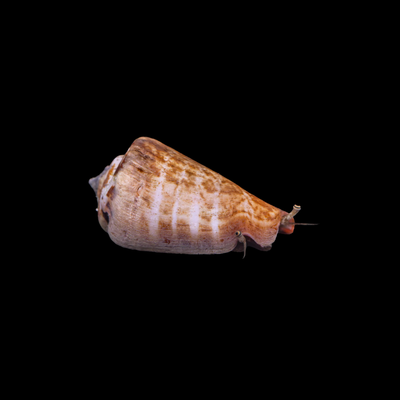 Strawbery Fighting Conch (Strombus Luhuanus)