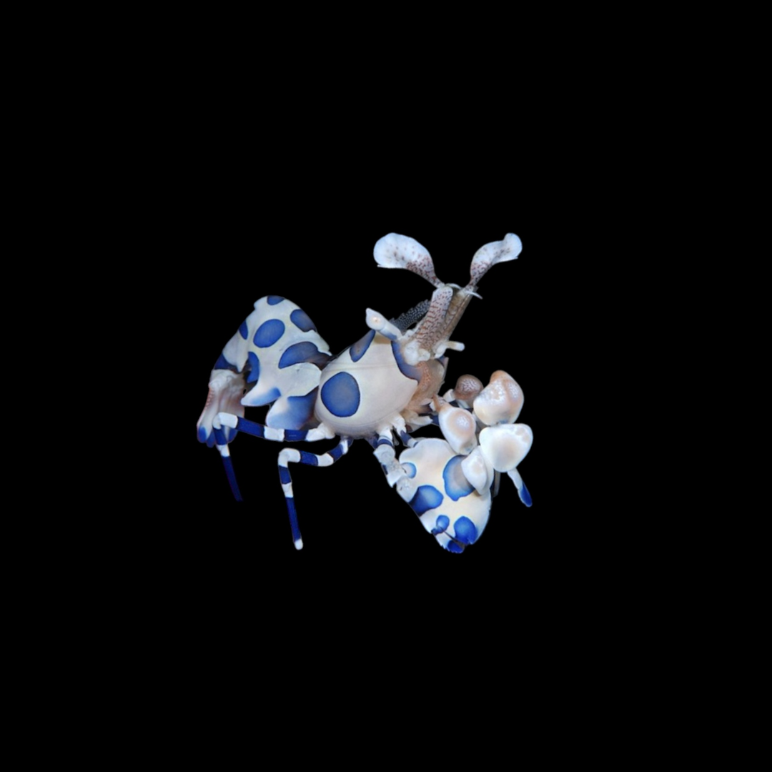 Harlequin Shrimp (Hymenocera Picta)