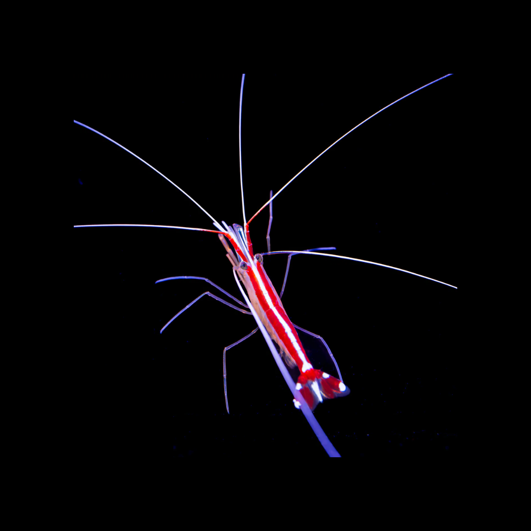 Scarlet Skunk Cleaner Shrimp (Lysmata Amboinensis)