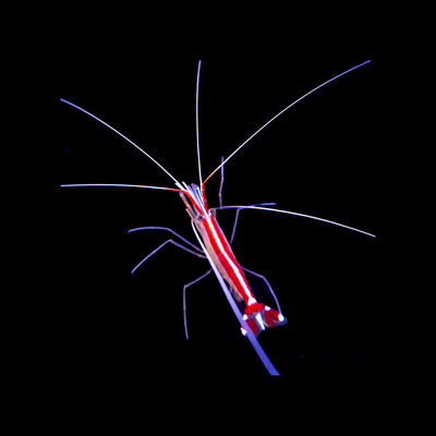 Scarlet Skunk Cleaner Shrimp (Lysmata Amboinensis)
