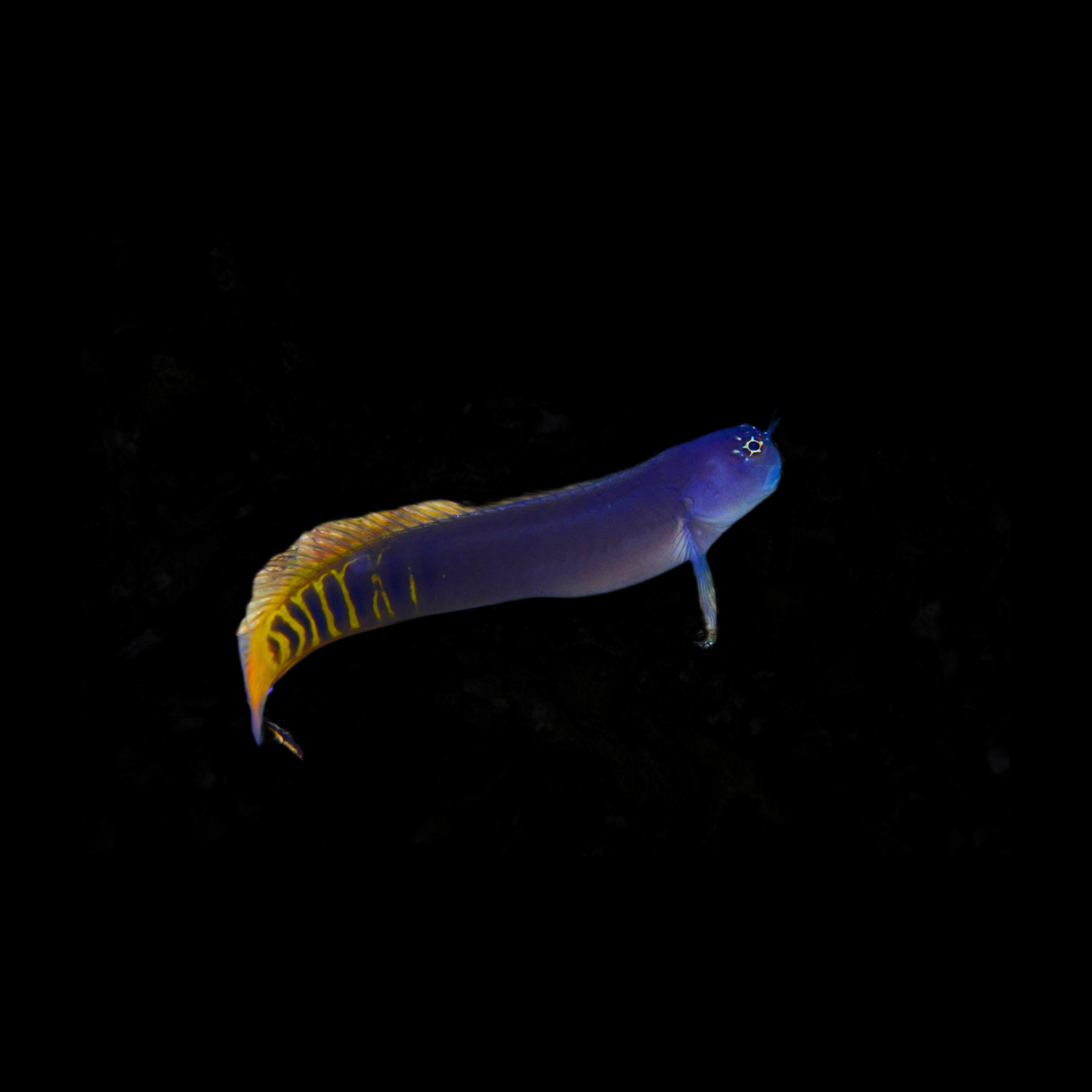 Gulf Blenny (Ecsenius Pulcher)