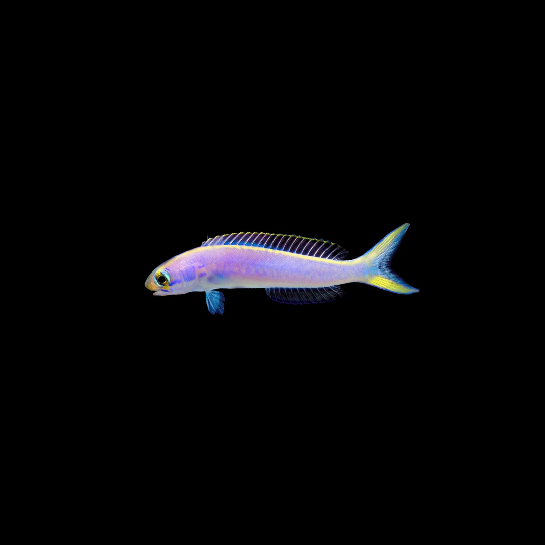Flashing Tilefish (Hoplolatilus chlupatyi)
