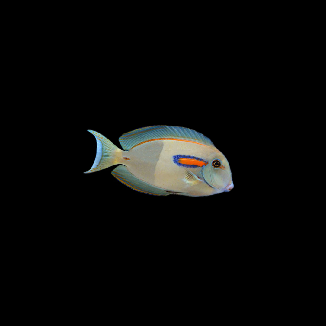 Orangeshoulder Tang (Acanthurus olivaceus)