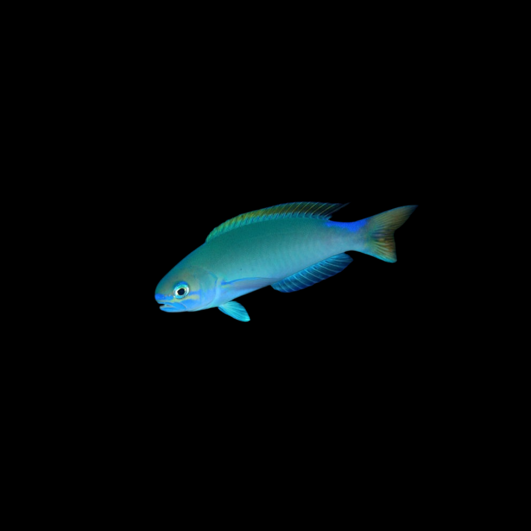 Randall&#39;s Tilefish (Hoplolatilus randalli)
