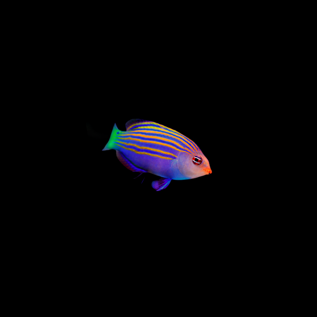 Six Line Wrasse (Pseudocheilinus hexataenia)