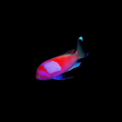 Squareback Anthias (Pseudanthias pleurotaenia)