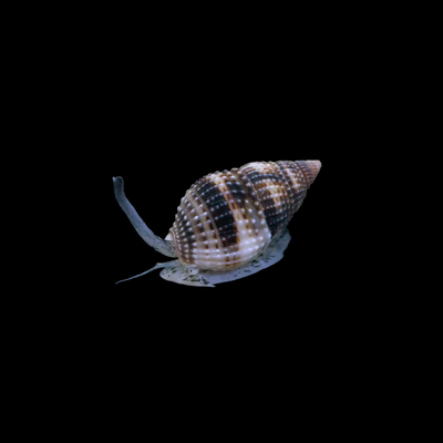 Nassarius Snail (Nassarius SP.