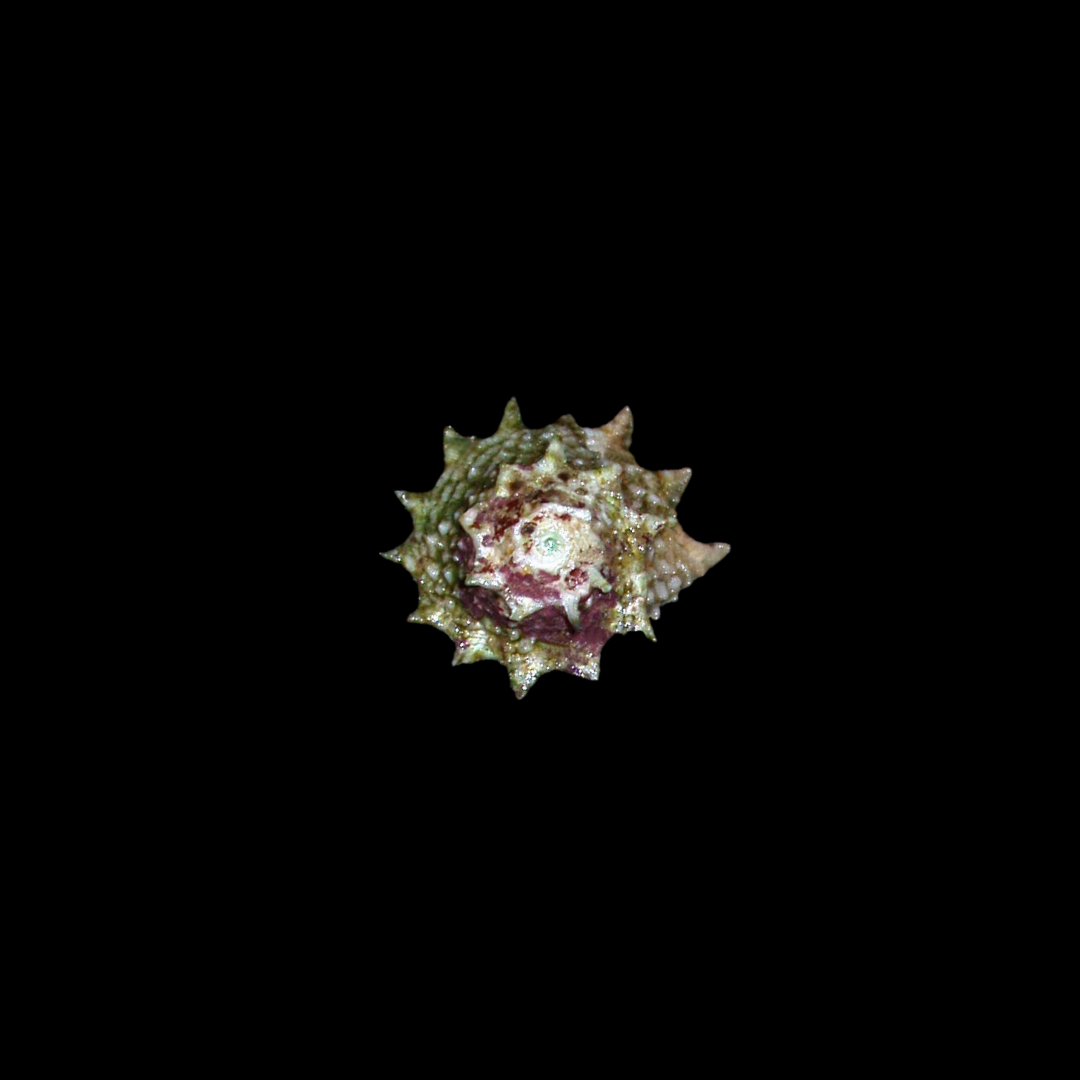 Star Astraea Snail (Astraea Phoebia)
