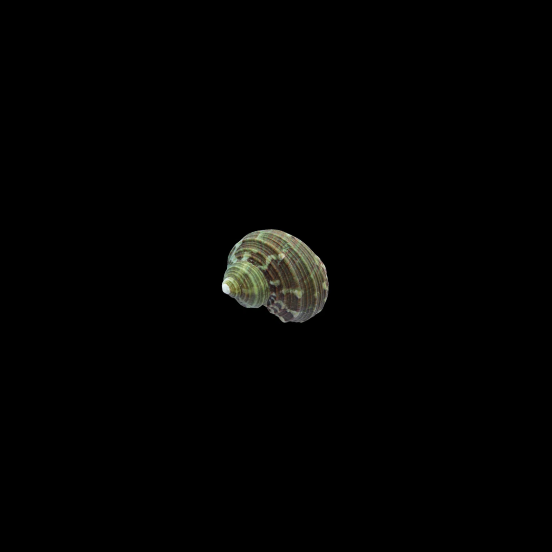 Turbo Snails (Turbo bruneus)