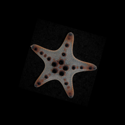 Chocolate Chip Starfish (Protoreaster nodosus)