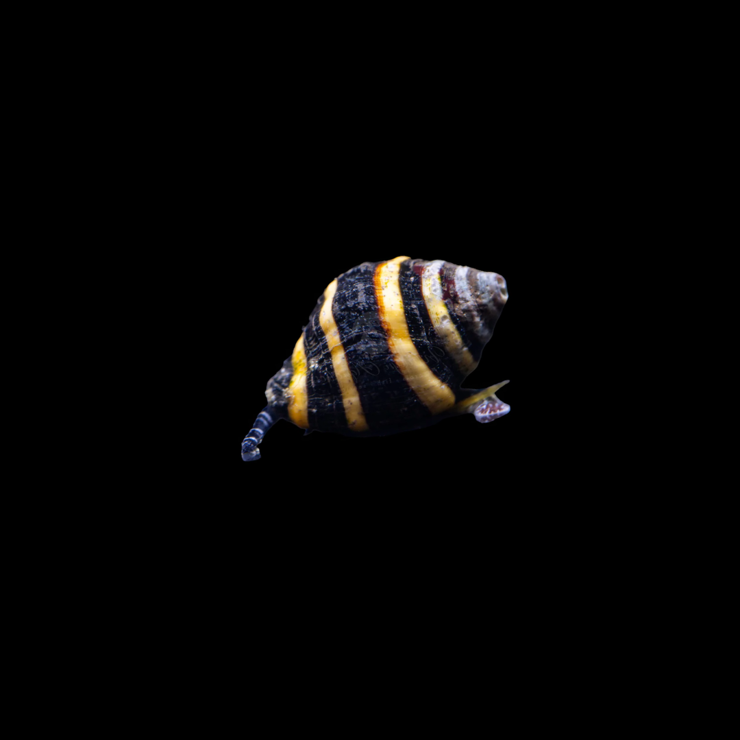 Bumble Bee Snail (Engina sp.)