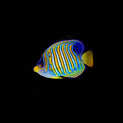 Regal Angelfish (Pygoplites Diacanthus)