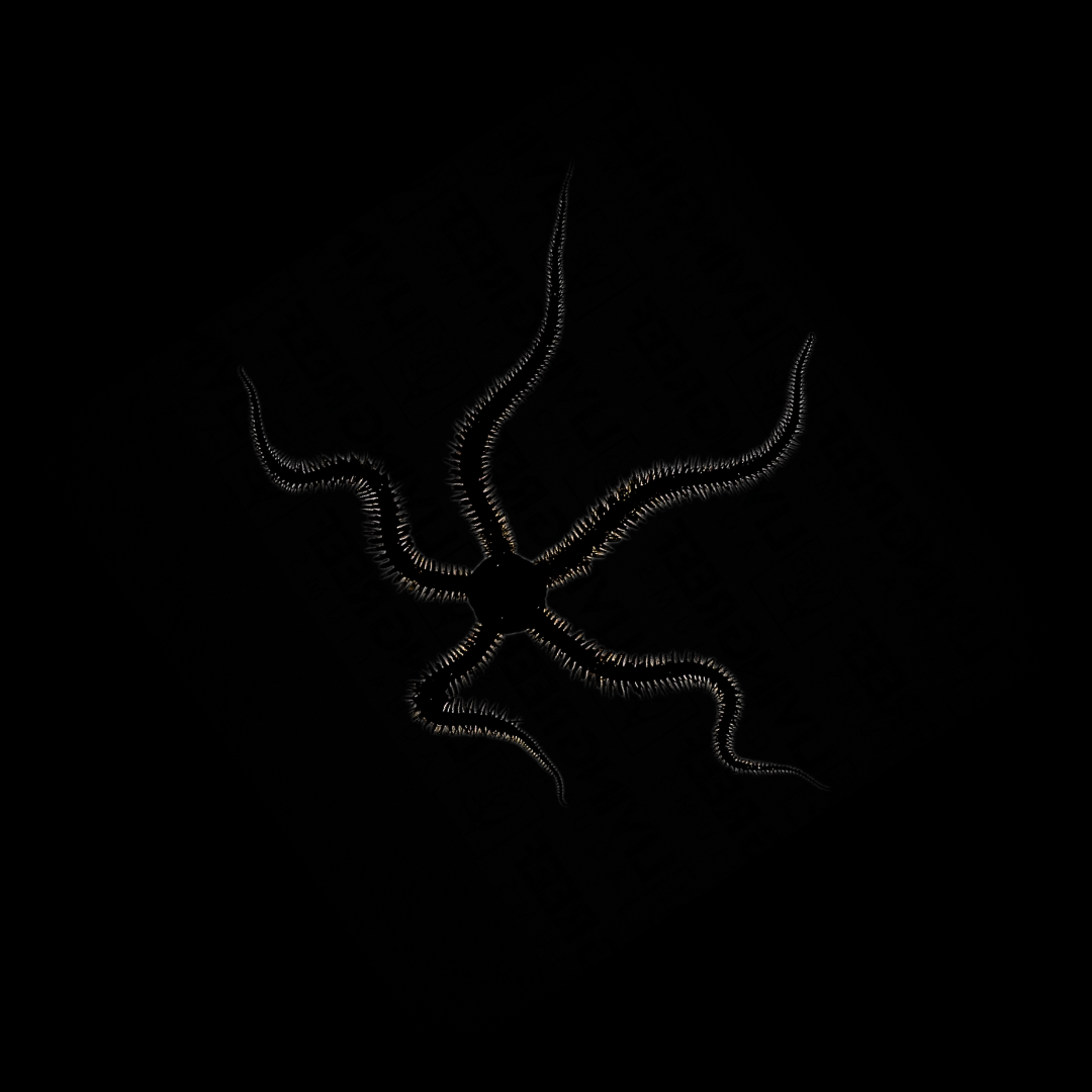 Black Brittle Starfish (Ophiocoma Erinaceus)