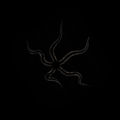 Black Brittle Starfish (Ophiocoma Erinaceus)
