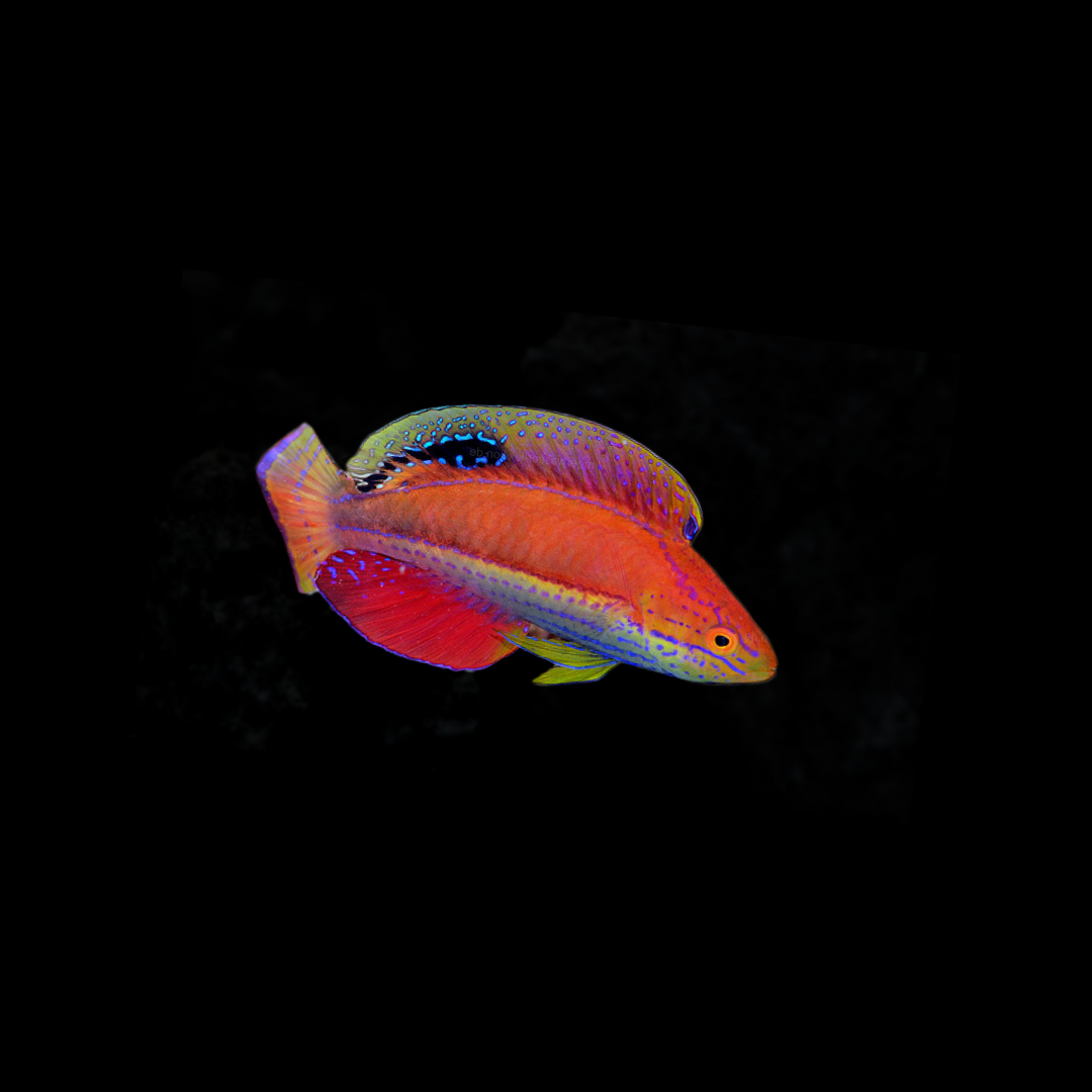 Kato&#39;s Fairy Wrasse (Cirrhilabrus Katoi)