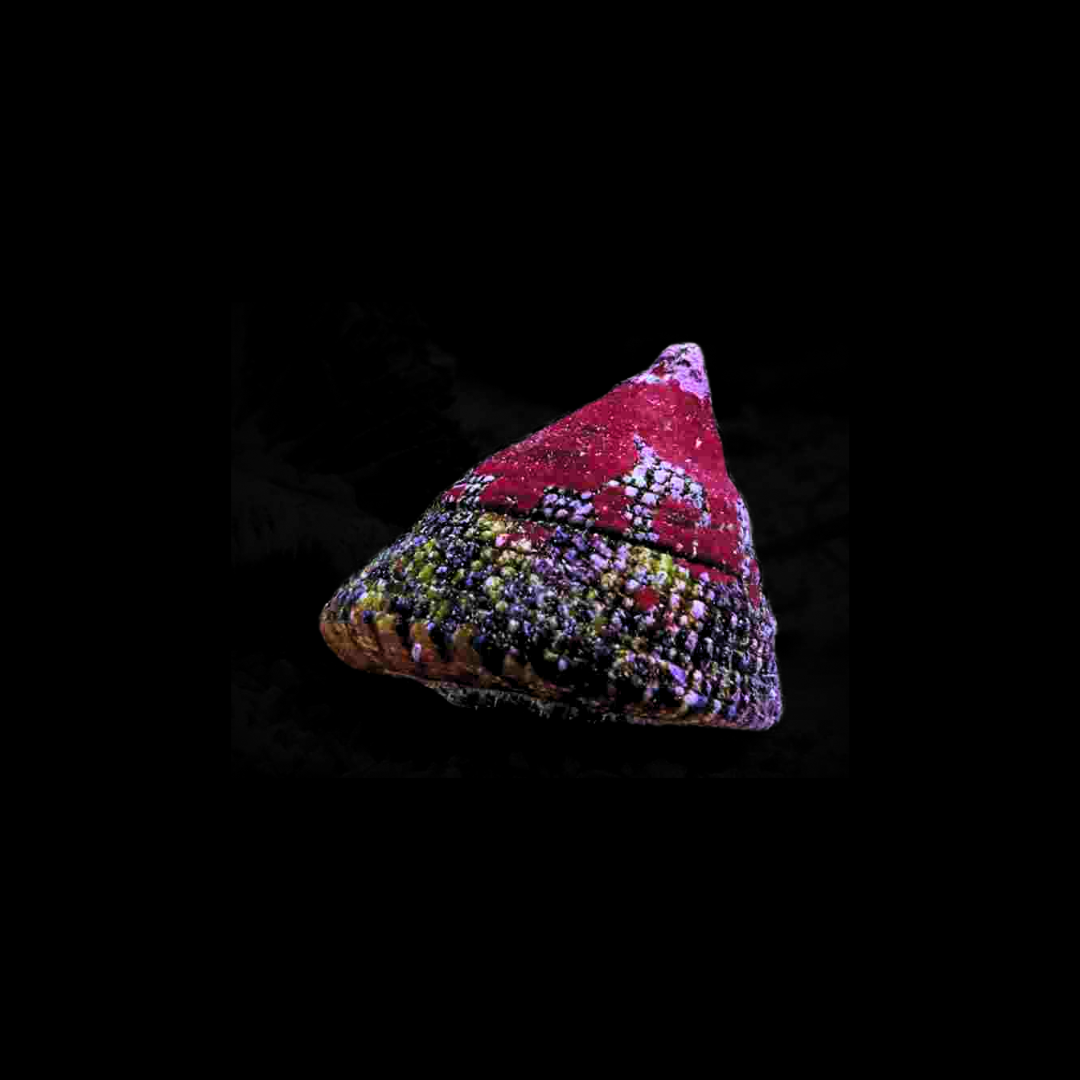 Banded Trochus Snail (Trochus maculatus)