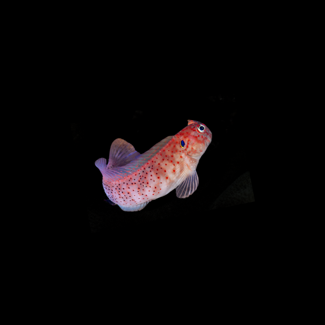 Backflap Blenny (Cirrepectes Auritus)