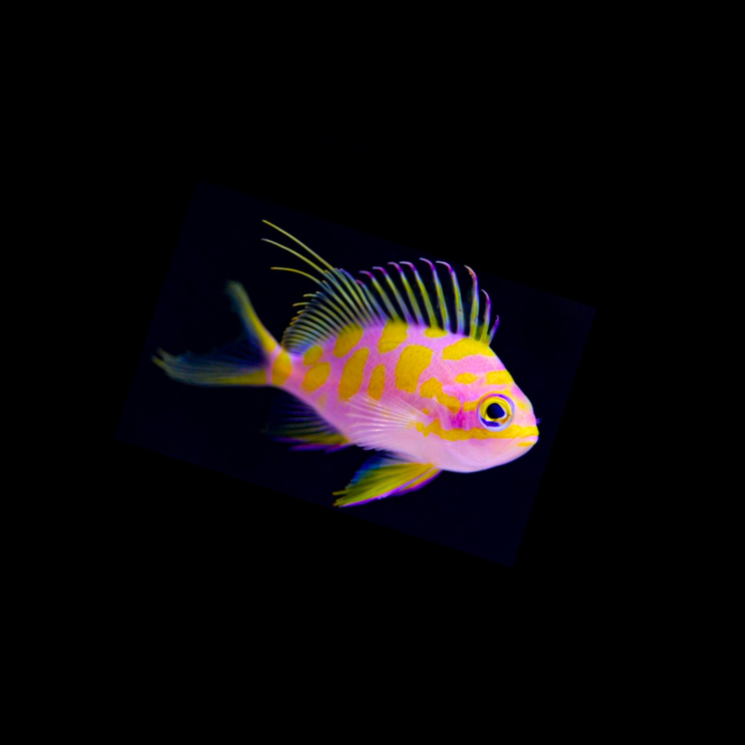Blotched Anthias (Odontanthias borbonius)