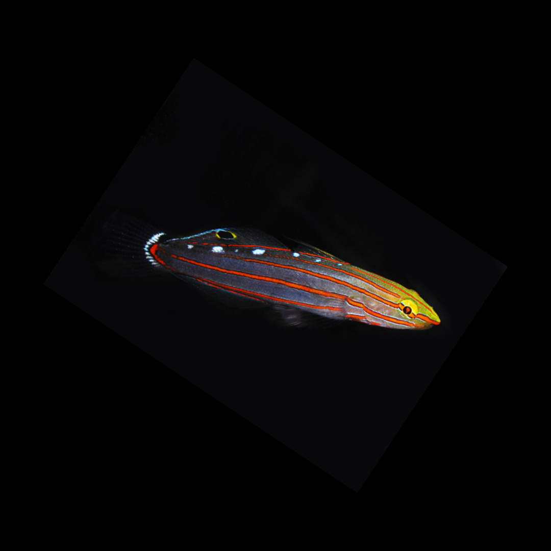 Court Jester Goby (Koumansetta rainfordi)