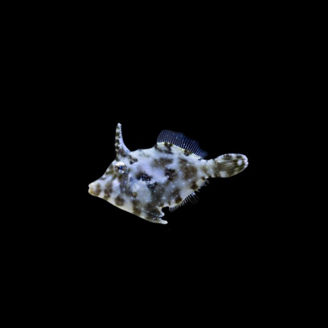 Matted Filefish (Acreichthys Tomentosus)